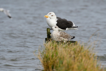  Mantelmöwe (Larus marinus) 