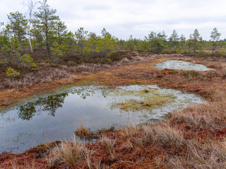 gloomy bog landscape, grass, moss and swamp pines