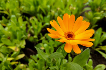 Yellow flower calendula on natural background.