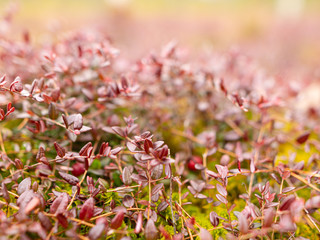 abstract image with bog plant fragments