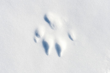 Cani sul Motne Baldo