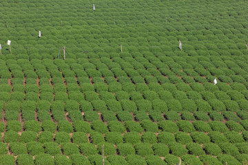 Green carrot fields planted in a row ,planned and aligned vegetation in Ooty, India. 