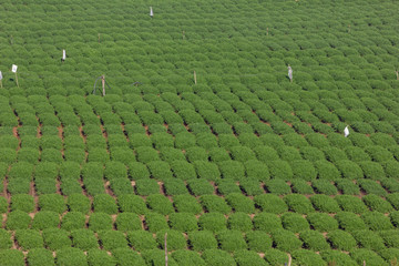 Green carrot fields planted in a row ,planned and aligned vegetation in Ooty, India. 