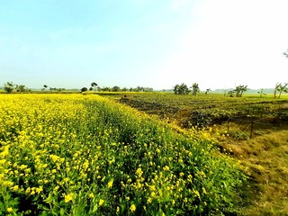 green background and yellow mustard flower,clear blue sky.