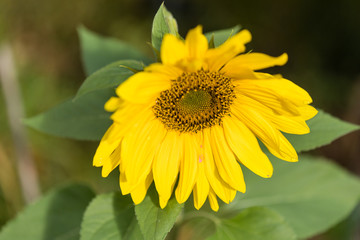 Flowered sunflower facing the sun's rays