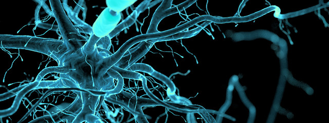 3d rendered illustration of a human nerve cell