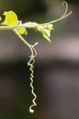 tendril of green plants in the nature