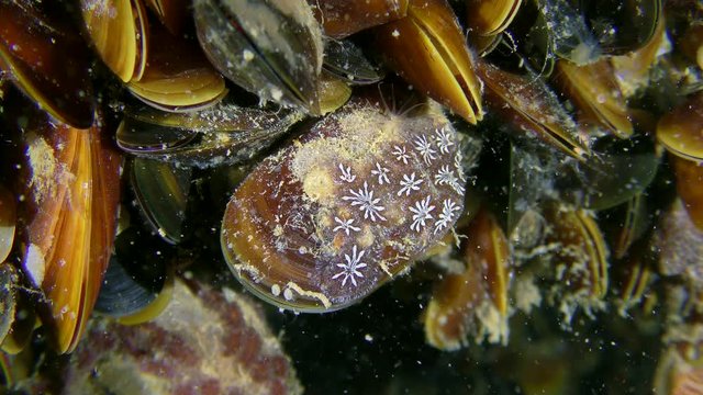 Ascidia Golden Star Tunicate (Botryllus schlosseri) on the mussel shell.