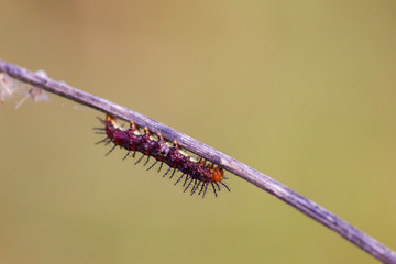 caterpillar of lonomia oblique is a moderate sized group of fairly cryptic moths. caterpillar crawling across the stick. 