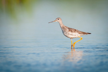 Greater yellowlegs wading in shallow waters