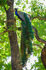 peacock on a tree