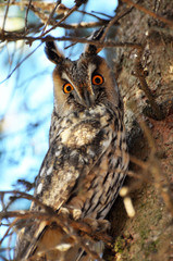 An owl eared (Asio Otus) sits on a tree