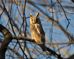 An owl eared (Asio Otus) sits on a tree