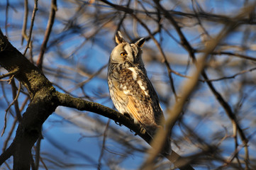 An owl eared (Asio Otus) sits on a tree