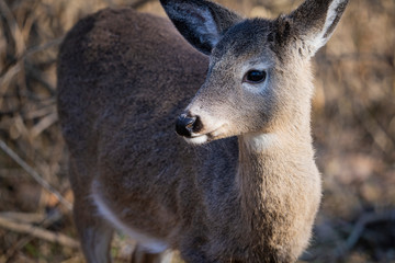 Fototapeta premium White-tailed Deer standing in the woods