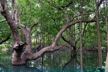 Mangrove tree forest rise above the clear water naturally.