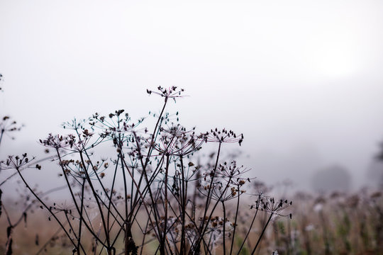 Ethereal fog behind winter branches
