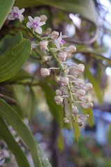 Beautiful orchid flower with natural background.  Bouquet of purple and white.