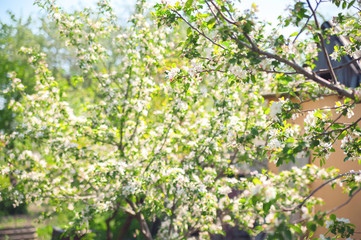 Spring card of a blooming garden concept. Flowering trees close-up and copy space.