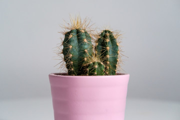 Petit cactus d'intérieur sur fond blanc