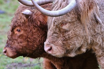 Fototapeta premium portrait of two scottish higlander cows