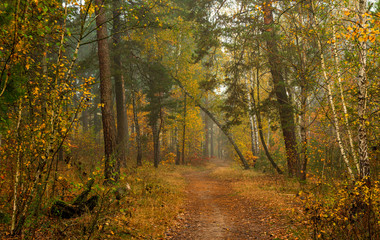 Traveling along forest roads. Autumn colors adorned the trees. Light fog creates fabulous scenes.