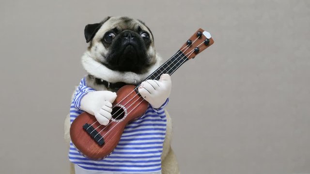 Surprised funny pug looks at the camera with a guitar in a festive costume, dog musician guitarist