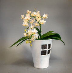 Still life with a blooming orchid. Beautiful flowers strewn the branches of the plant.