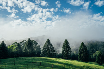 Tranquil scene fog break over sunny green trees Taree Australia
