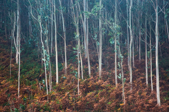 Leaves growing on sapling trees in woods