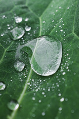 Green leaf with a large drop of dew. Natural, natural