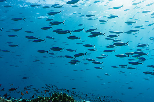 School of tropical fish swimming underwater in blue ocean, Vava'u, Tonga, Pacific Ocean
