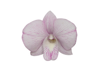 Fototapeta na wymiar Beautiful orchid flower with isolated on white background and natural background. Bouquet of purple and white.