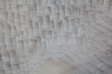 Animal skin texture for background