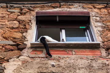 Cat in the window of a stone house