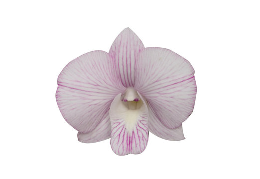 Beautiful orchid flower with isolated on white background and natural background.  Bouquet of purple and white.