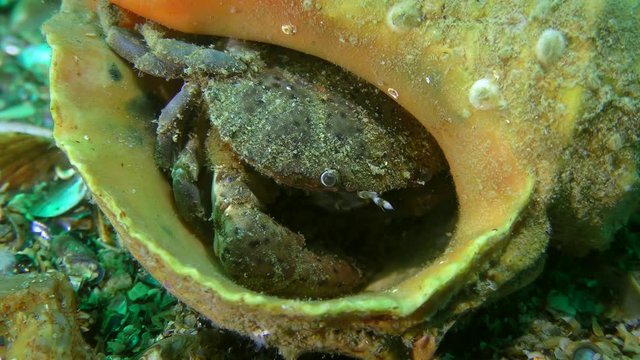 Jaguar round crab (Xantho poressa) took refuge in a shell of Veined Rapa Whelk (Rapana venosa), close-up.
