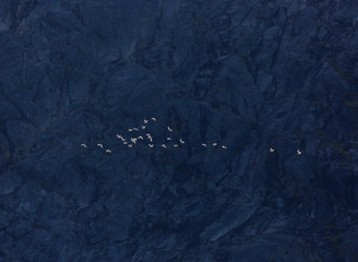 Flock of white birds flying past rugged cliff