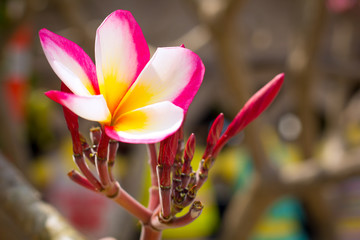 plumeria flowers on a tree