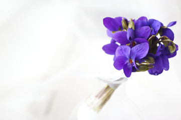 Forest violets flowers in vase. Springtime. 8 march, postcard