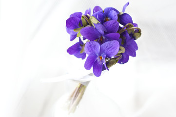 Fototapeta na wymiar Forest violets flowers in vase. Springtime. 8 march, postcard
