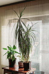 Houseplants in the living room. Striped window light. Home gardening