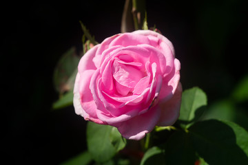 Pink Rose flower with blur background.