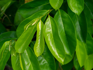 Leaves of Soursop tree or Prickly Custard Apple.