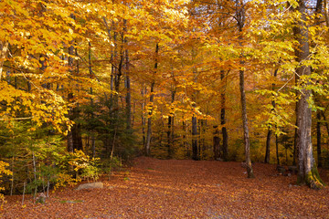 Obraz premium A warm autumn day in the forest in the Carpathians, the road is covered with leaves from yellow trees .