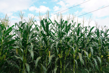 Fresh corn isolated on white background. A selective focus picture of corn cob in corn field.
