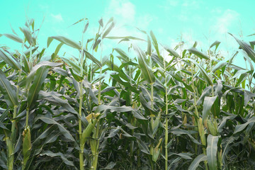 Fresh corn isolated on white background. A selective focus picture of corn cob in corn field.