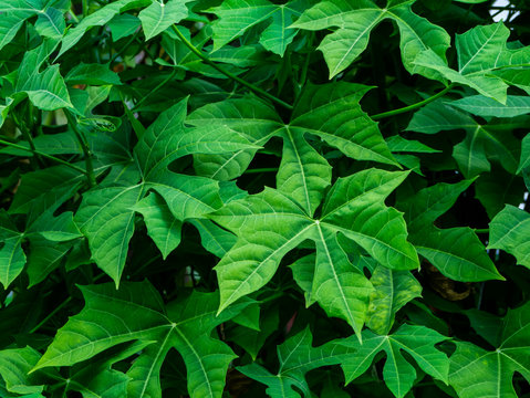 Close up Tree spinach or Chaya