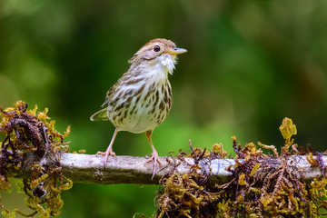 Puff Throated babbler