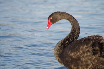 Obraz premium black swan